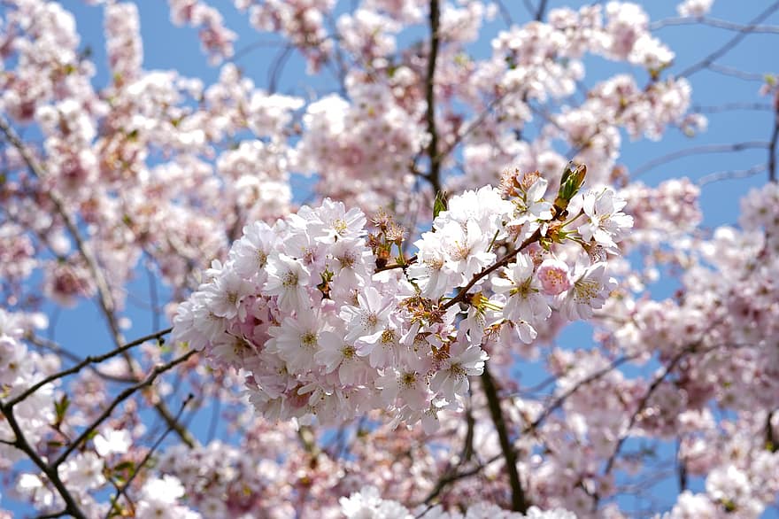 japonská třešeň, okrasná třešeň, Třešňový květ, kvetoucí větev, květy, růžové květy, jaro, Příroda, květ, větev, květu hlavy