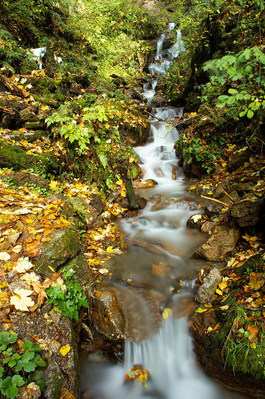 naturaleza, corriente, agua, llevar una vida de soltero, otoño, hojas, al aire libre, bosque, hoja, árbol, paisaje