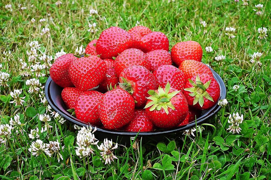 딸기, 과일, 식품, 자연, 잔디, 봄, 붉은 과일, 생기게 하다, 본질적인, 선도, 여름