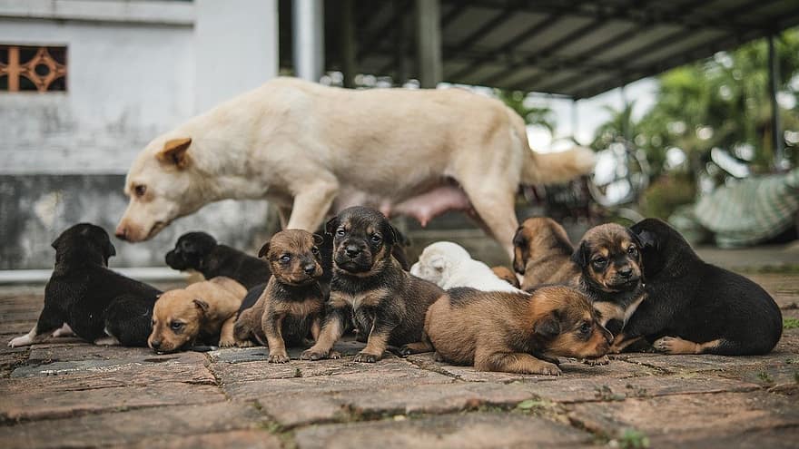 puppies, honden, huisdieren, hond, schattig, puppy, klein, hoektand, rasechte hond, jong dier, op zoek