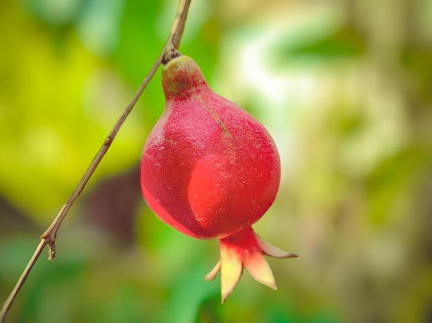 Pomegranate, Fruit, Branch, Exotic Fruit, Red Fruit, Food, Healthy, Organic, Plant, Nature, Closeup