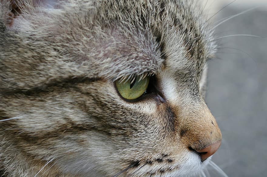 kat, whiskers, øje, dyr, kæledyr, indenlandske kat, tabby kat, grå tabby kat, pattedyr, feline