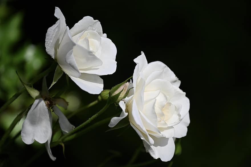 Hoa hồng, hoa hồng nở, bông hoa, hoa, mùi thơm, sắc đẹp, vẻ đẹp, lãng mạn, cây, trắng, đã bị mờ, lý lịch
