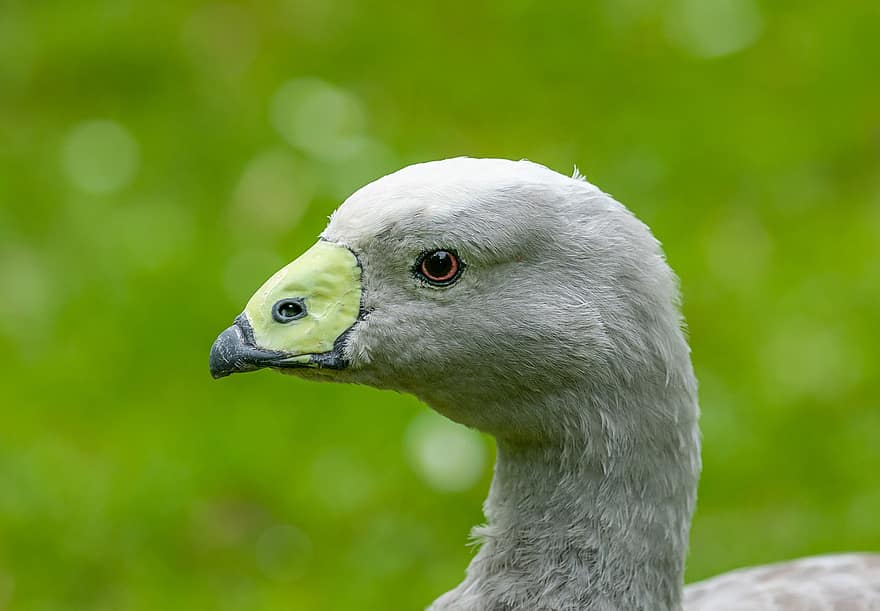 Cap Barren Goose, oiseau, le bec, tête, portrait, facture, plume, OIE, sauvagine, oiseau d'eau, oiseau aquatique