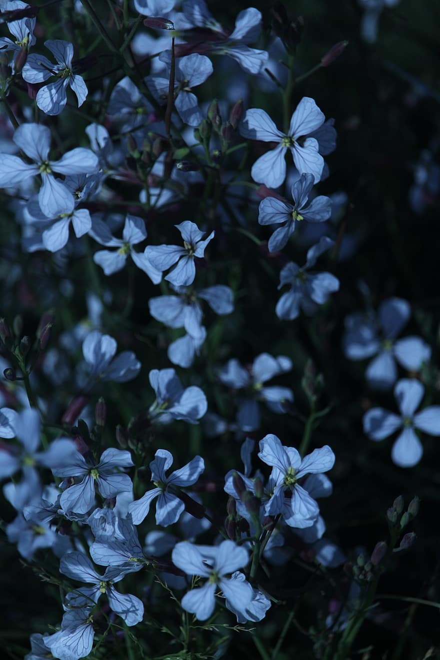 flor, Flores azules, azul, papel pintado, fondo de pantalla del teléfono, planta, de cerca, verano, frescura, hoja, primavera
