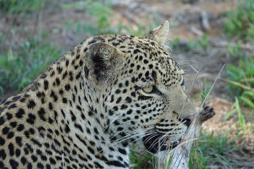 leopard, dyr, pattedyr, stor kat, vild, ødemark, savanne, rovdyr, Afrika, dyreliv, safari