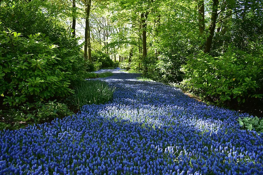 tulipanes, las flores, naturaleza, paisaje, parque, plantas, floración, primavera, Flores floreciendo, amsterdam, Keukenhof