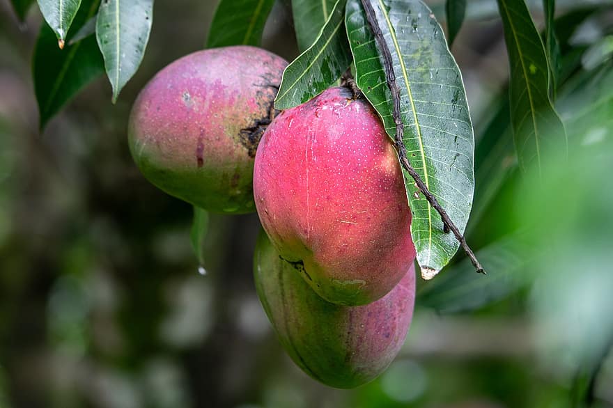 mango, vaisiai, ekologiškas, grybelis, liga, pablogėjimas