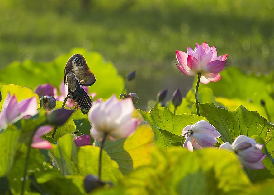 Bird, Lotus, Flowers, Pink Flowers, Feathers, Plumage, Ave, Avian, Lotus Flowers, Bloom, Blossom