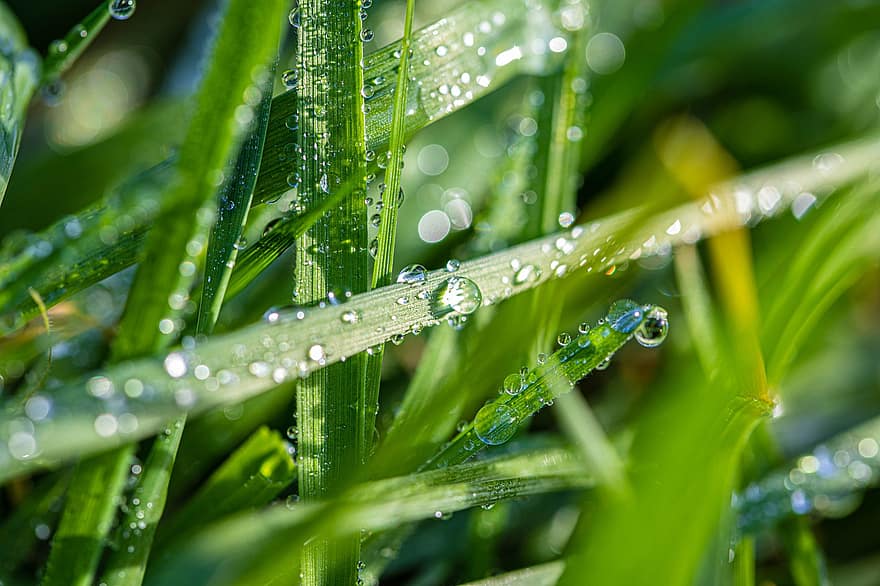 똑똑 떨어지는 물방울 소리, 이슬, 잔디, 이슬 방울, 물방울, 녹색 풀, 풀이 많은, 잔디 블레이드, 목초지, 식물, 빗방울