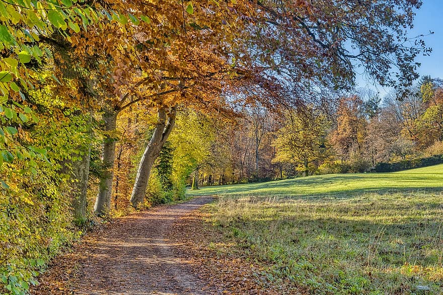 arboles, bosque, camino forestal, follaje de otoño, colores otoñales, estado de ánimo de otoño, temporada, atmósfera, naturaleza