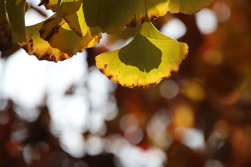 listy, Příroda, podzim, sezóna, venku, gingko listy, strom