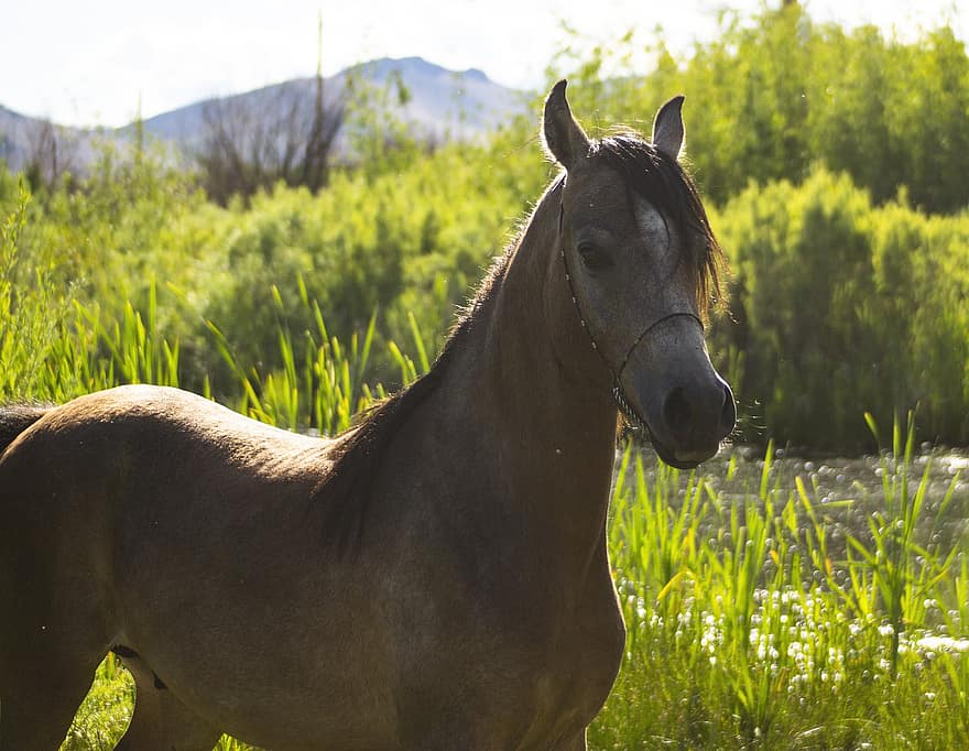 Horse, Animal, Stallion, Equestrian, Brown Horse, Wildlife, Meadow, farm, grass, rural scene, pasture