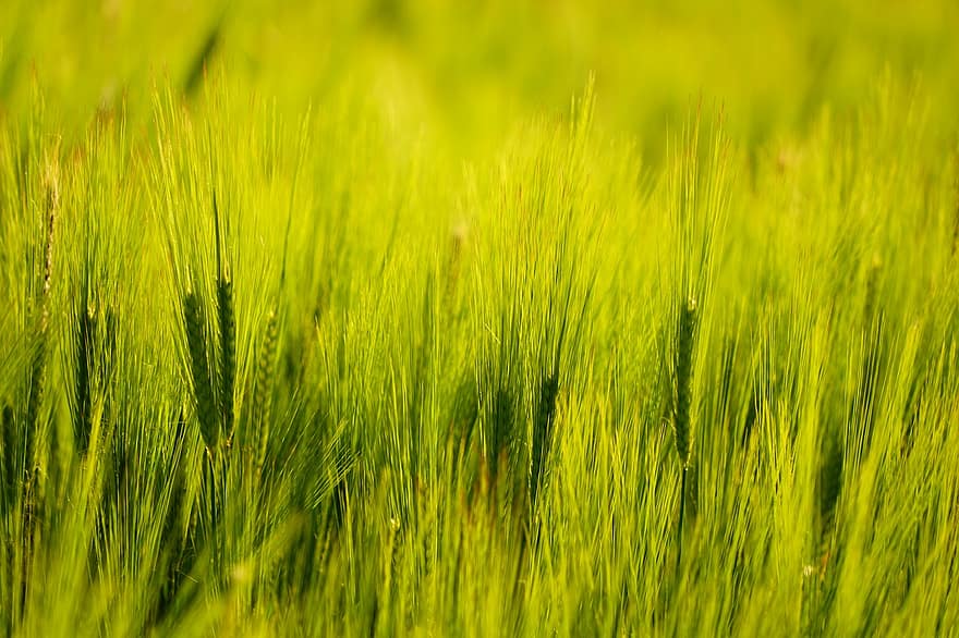 cereais, verde, campo, agricultura, verão, arável, natureza, trigo, cevada, panorama, plantar