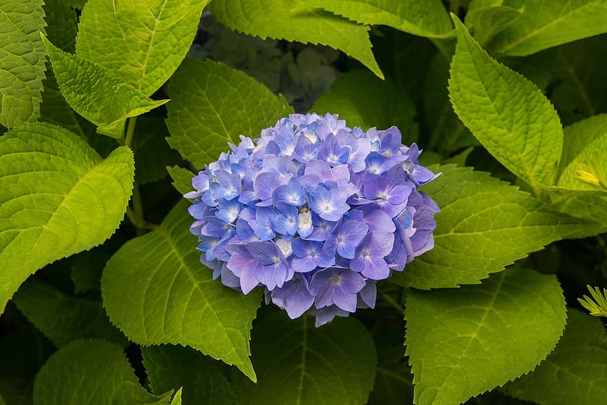 bunga-bunga, biru, Gresh, menanam