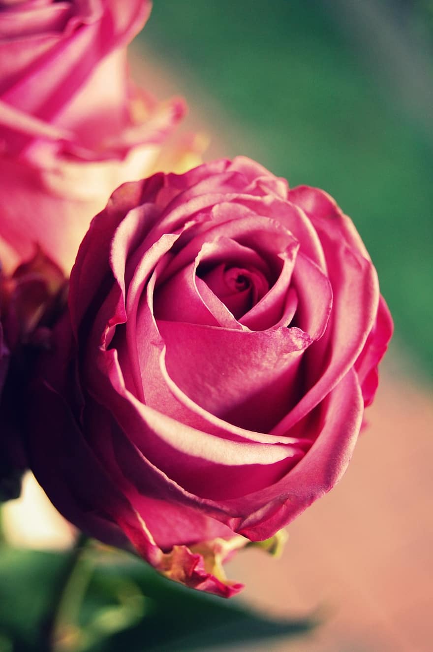 květ, růže, Příroda, okvětní lístek, romantika, zamilovaný, květinový, květiny, kytice, dát, letní