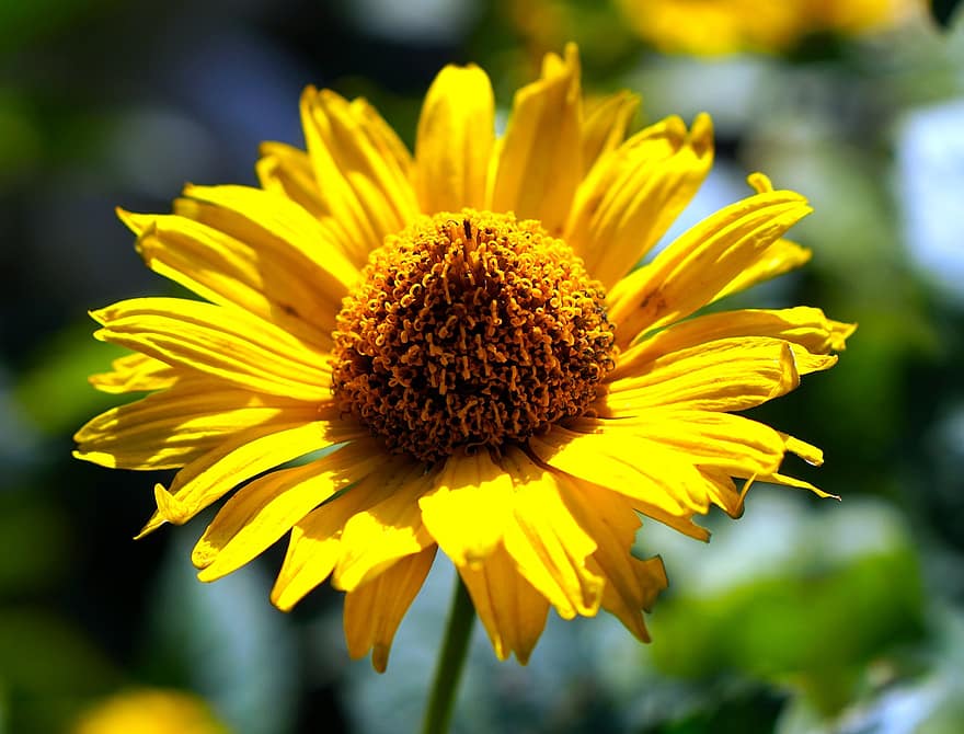 цвете, жълто цвете, цвят, разцвет, жълти венчелистчета, природа, флора, цветарски, градинарство, ботаника