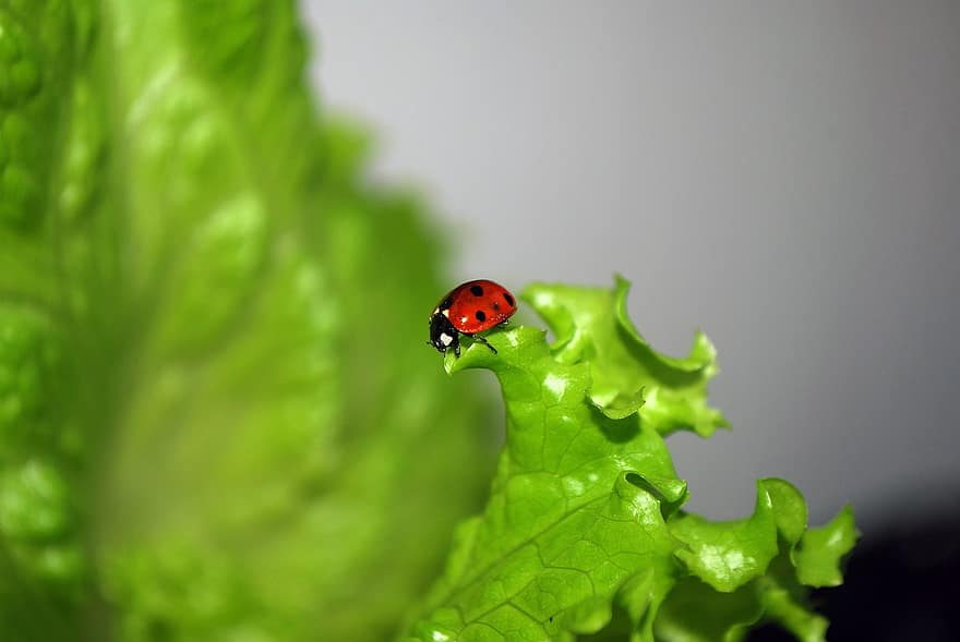 coccinelle, animal, salade, insecte