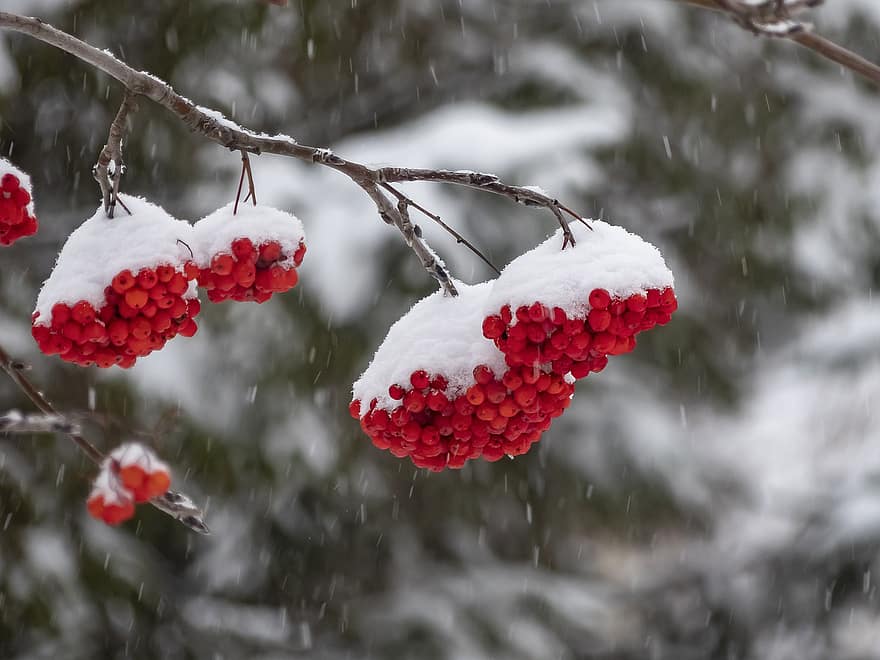 Rowan, fruct, iarnă, zăpadă, căderile de zăpadă, rece, îngheţ, ramuri, sezon, ramură, a închide