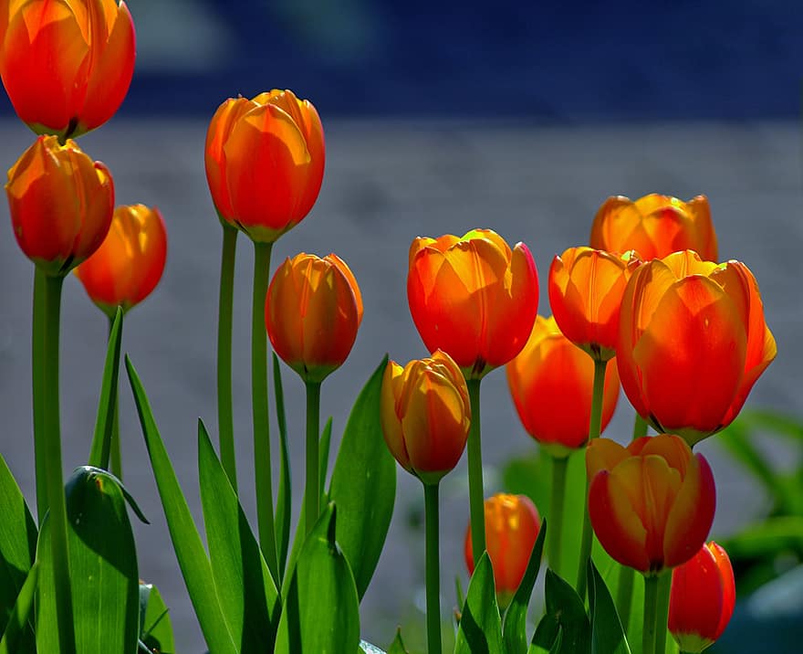 tulipán, virágok, kert, természet