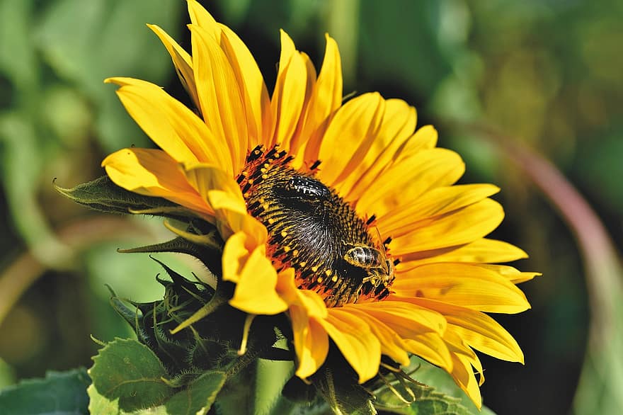 bunga matahari, bunga, serangga, lebah, kumbang, kelopak, mekar, berkembang, menanam, bunga kuning