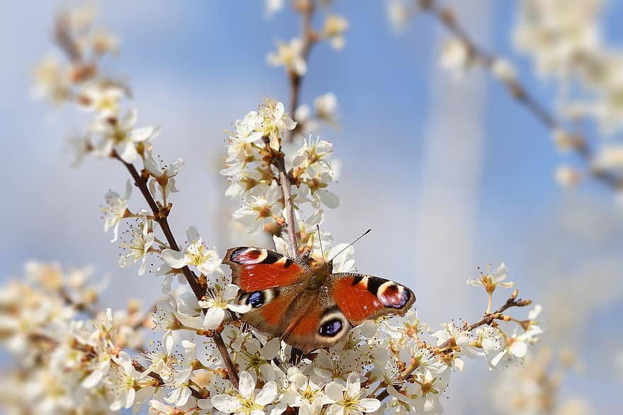 hmyz, entomologie, motýl, páv motýl, květy, Příroda, květ, detail, jaro, letní, rostlina