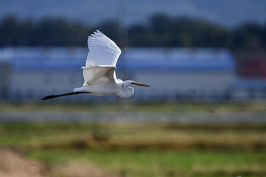 bird, egret, ornithology