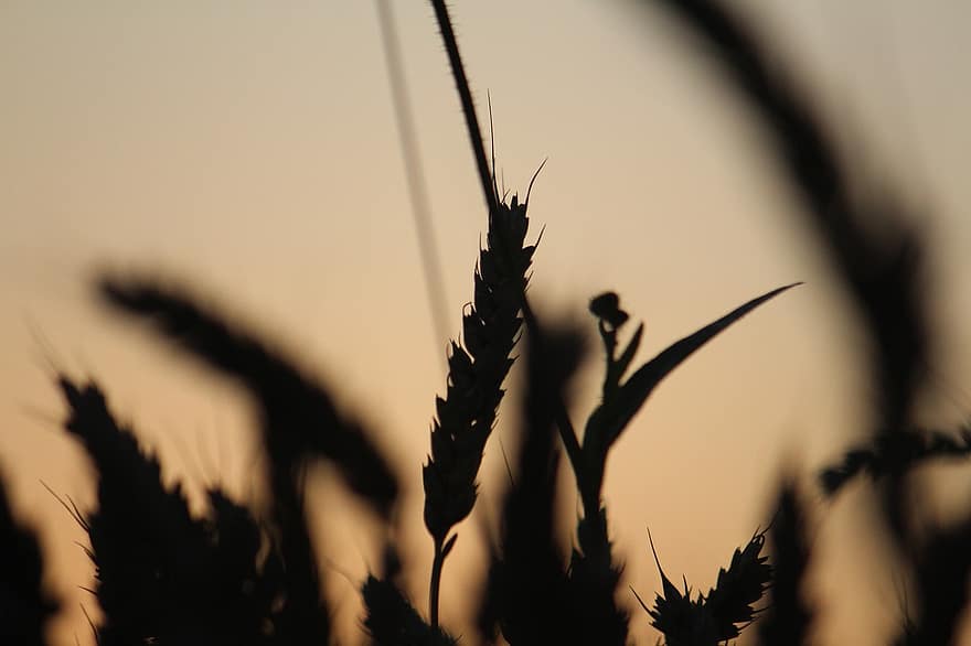 blé, champ, crépuscule, silhouette, épi de blé, surgir, plante, la nature, foncé