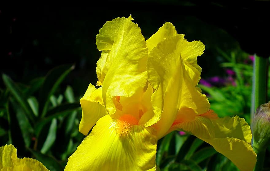 Iris, Blumen, Gelb, Garten, Natur, Nahansicht, Botanik, blühen, Blatt, Pflanze, Sommer-