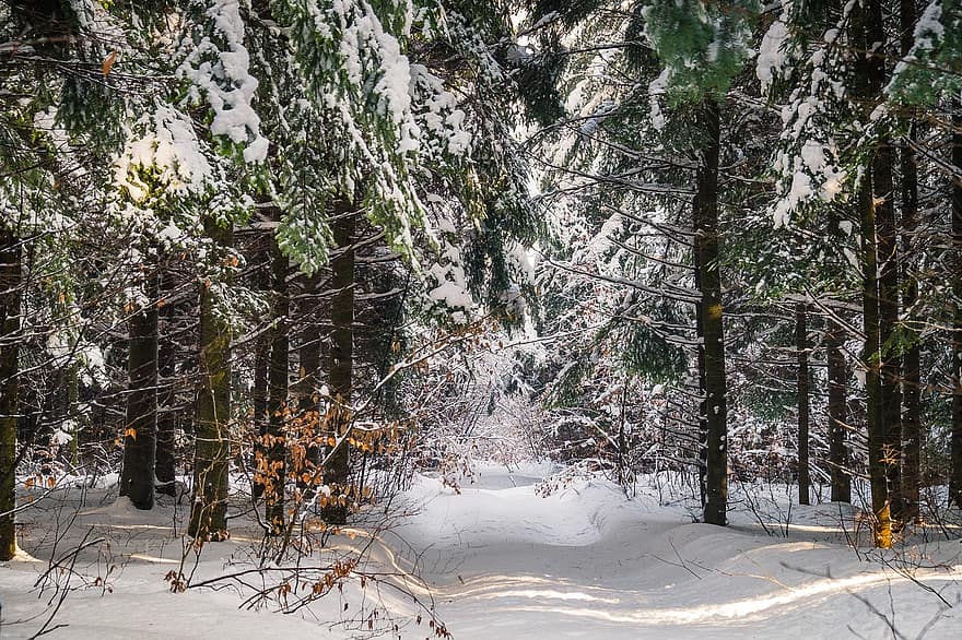 winter, Bos, sneeuw, bomen, coniferen, naald-, naaldbos bos, bossen, sneeuw bos, pad, spoor