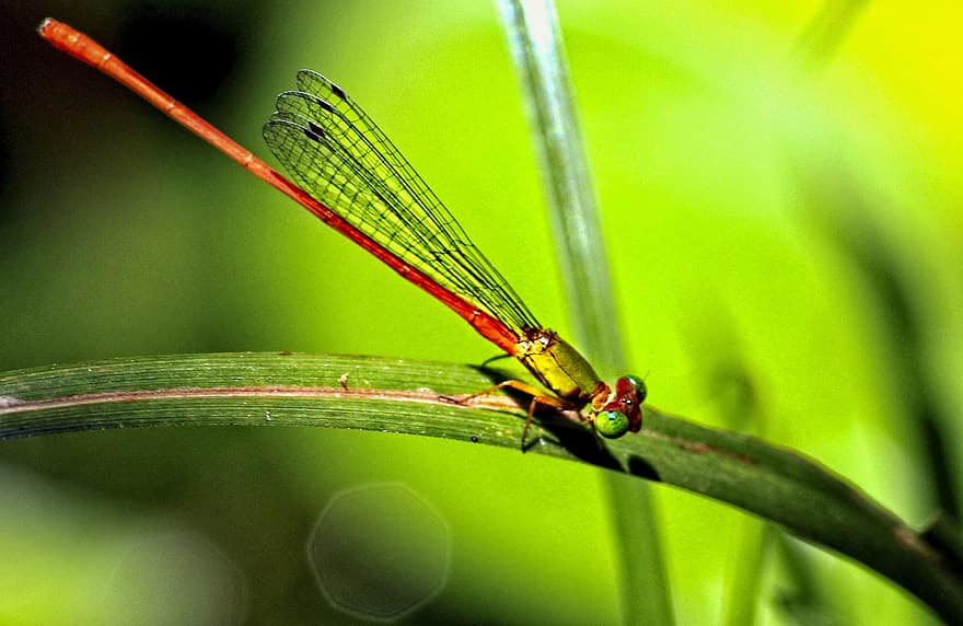 insekt, dragonfly, entomologi, arter, makro, vinger