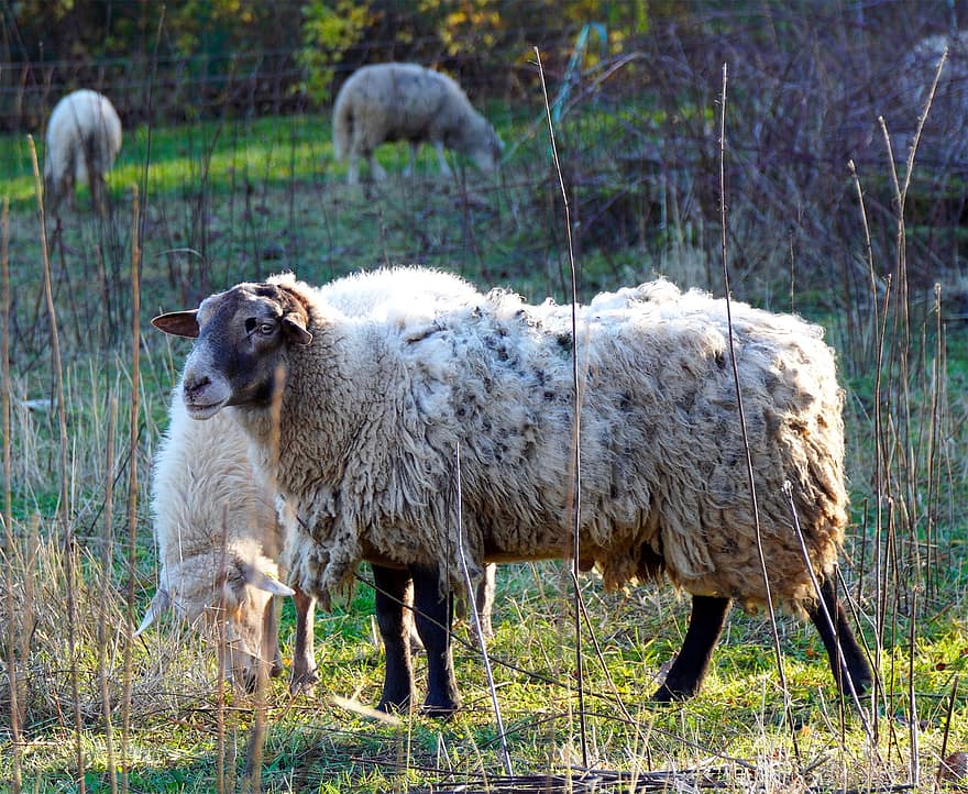 owca, zwierzę, gospodarstwo rolne, trzoda, ssak, żywy inwentarz, pastwisko, łąka
