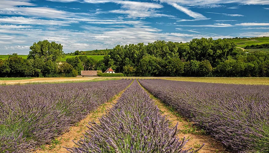 lavender, bidang, bunga-bunga, lavandula, tanah pertanian, menanam, alam, pedesaan, siang hari