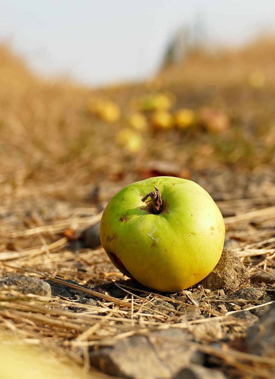 alma, gyümölcsöskert, gyümölcs, élelmiszer, szél törte fa, aratás, ősz