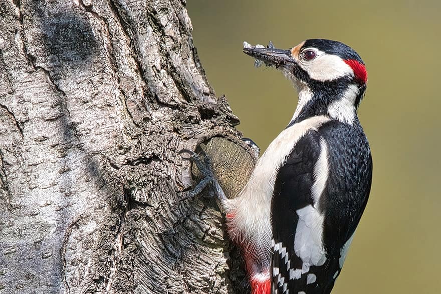 Great Spotted Woodpecker, Bird, Feed, Insect, Woodpecker, Animal, Plumage, Beak, Tree, Spring, animals in the wild