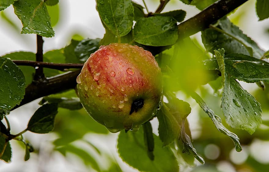 تفاحة ، فاكهة ، طعام ، طازج ، صحي ، ناضج ، عضوي ، حلو ، ينتج ، حصاد ، شجرة تفاح