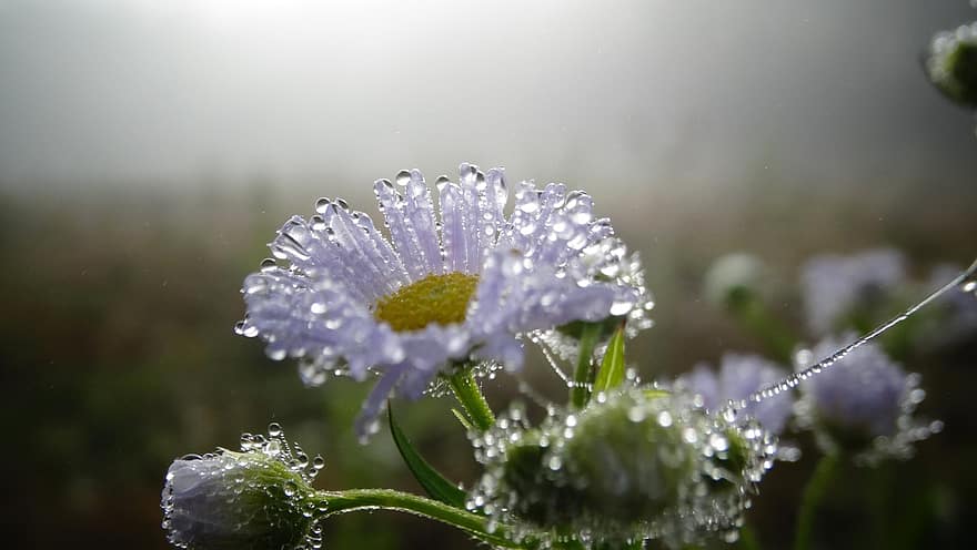 Flowers, Dewdrops, Blooming, Blossoming, Dew, Water Droplets, Moist, Petals, Flora, Floriculture, Horticulture