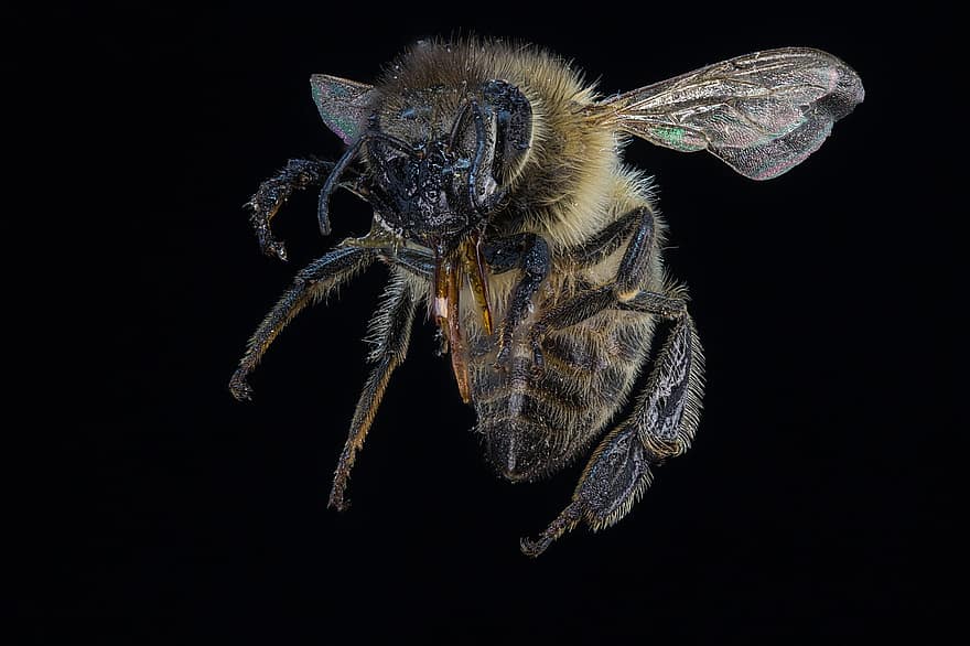 медоносна бджола, комаха, макрос, летить