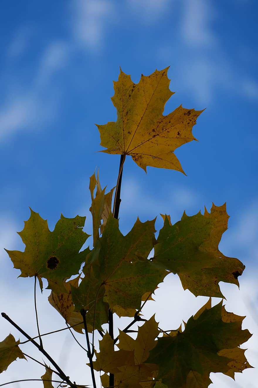 jesień, odchodzi, listowie, jesienne liście, sezon jesienny, spadek liści, liść, żółty, pora roku, intensywny kolor, drzewo