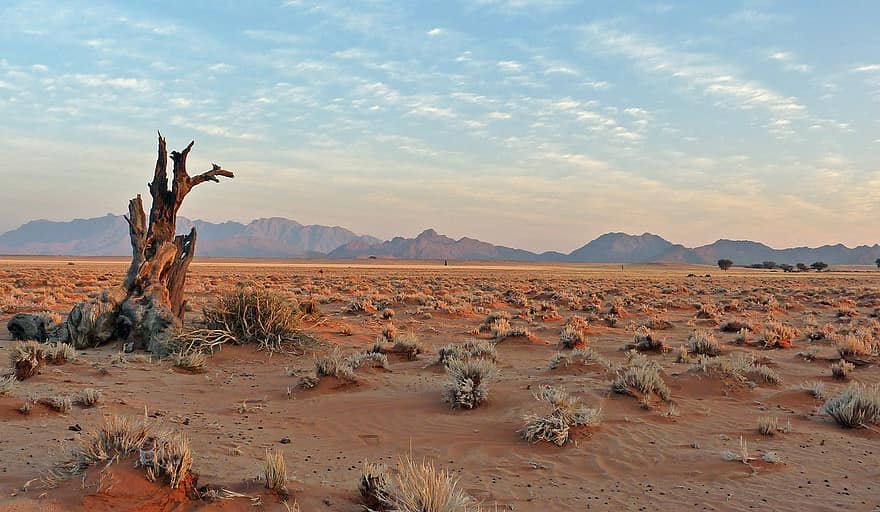 砂漠、枯れ木、砂丘、ゲームリザーブ、サファリ、アフリカ、ナミビア