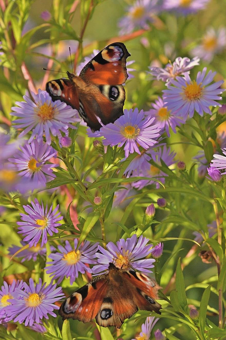 butterflies, peacock butterfly, herbstaster