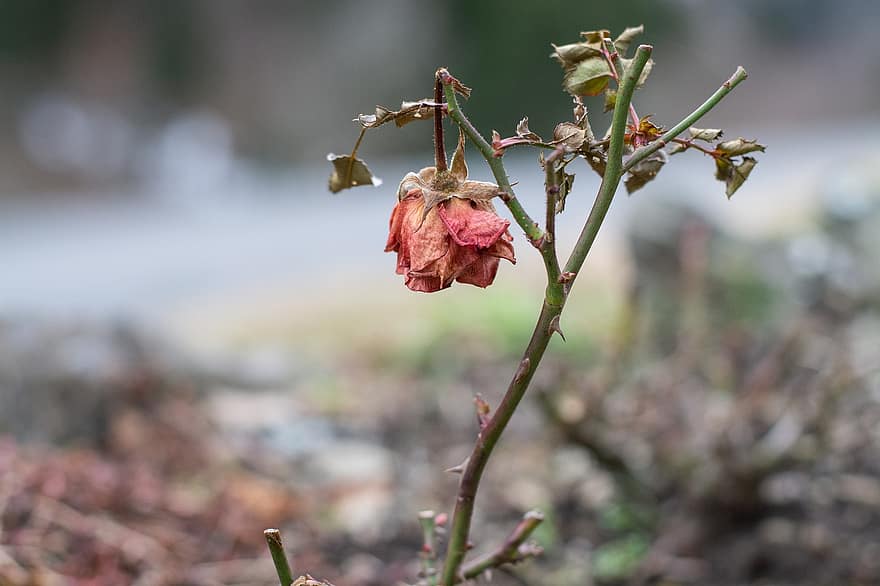 Rose, Flower, Withered, Wilted, Dried, Faded, Plant, Winter