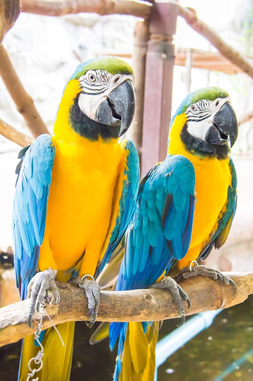 papegøyer, fugler, perched, macaws, dyr, fjær, fjærdrakt, nebb, sedler, fugletitting, ornitologi