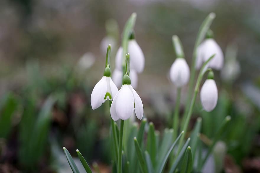 Flowers, Snowdrop, Bloom, Blossom, Botany, Plant, Nature, close-up, flower, green color, freshness
