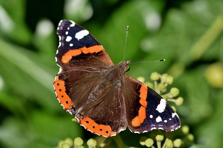 Nature, Insect, Butterfly, Red Admiral, Animal, Pollination, Flower Buds, Plant, Flora, Garden, Animal World
