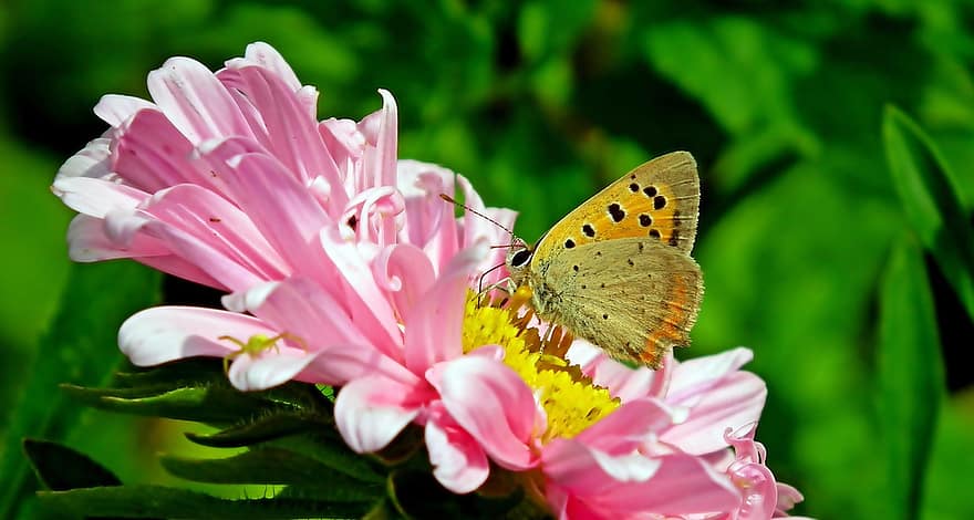 나비, 곤충, 날개, 꽃들, 정원, 자연