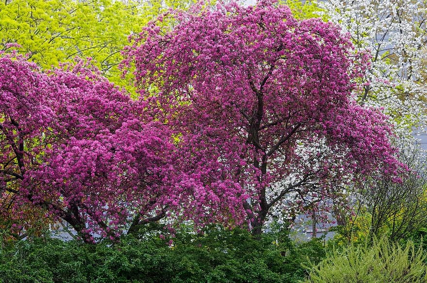 primăvară, flori, natură, copaci, floare, inflori, plantă, copac, frunze, culoarea roz, Violet