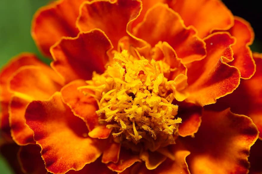 bunga, marigold, flora, alam, berkembang, mekar