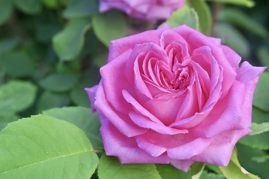 Rosa, flor, planta, Rosa rosada, flor rosa, floración, naturaleza, jardín, de cerca, hoja, pétalo