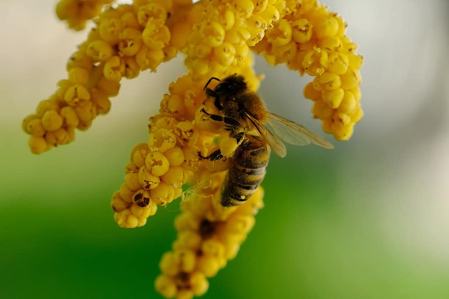 ดอกปาล์ม, ผึ้ง, การผสมเกสรดอกไม้, ดอกไม้, แมลง, ธรรมชาติ